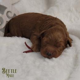 Beetle - Red  male Goldendoodle puppy in Beecher, Illinois from Erica’s Doodles