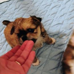 Monkey - Chocolate sabled fawn male Chihuahua puppy in Gordon, Alabama from Roodhaus Chihuahuas