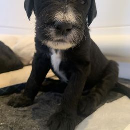 Goldendoodle Puppies from Lady Doodle Farm