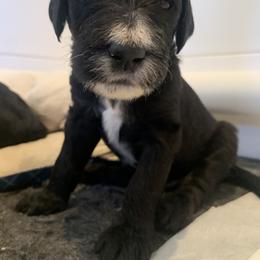 Goldendoodle Puppies from Lady Doodle Farm
