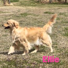 Ellie - Golden Retriever