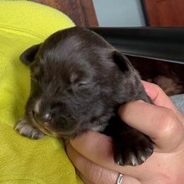 Magnolia - Red & white female Australian Shepherd puppy in Wellington, Missouri from CV Aussies