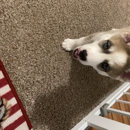 Siberian Husky Puppies from Double Trouble Huskies