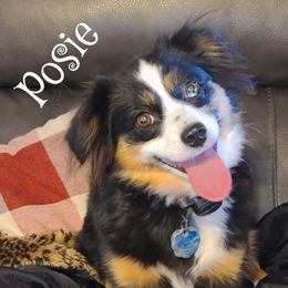 Posie - Toy Australian Shepherd