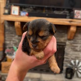 Girl 1 - Black and tan female Yorkshire Terrier puppy in Dennard, Arkansas from Leamarr Farms Yorkies