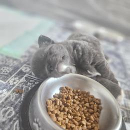 AKC Fluffy Blue  boy - Blue and white male Chihuahua puppy in Brooklyn, New York from Nadezhda's Chihuahuas