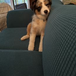 Splash - Blue merle female Australian Shepherd puppy in Parkton, Maryland from Leeland Australian Shepherds