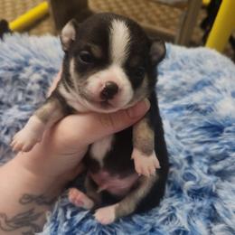 Remmi - Black and tan male Chihuahua puppy in Ashtabula, Ohio from Paw's & Awe's Chihuahuas