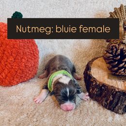 Nutmeg - Blue female Pembroke Welsh Corgi puppy in Norman, Oklahoma from Charm Farm Corgis