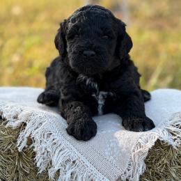 Abilene - Parti female Goldendoodle puppy in Zeeland, Michigan from Dandelion Lane Doodles