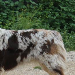 Australian Shepherds from Rockin' Diamond T Ranch Australian Shepherds