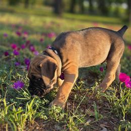 Cane Corso Puppies from HOUSE OF HALL CANE CORSOS