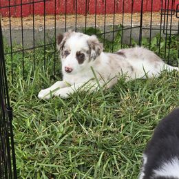 Border Collie Puppies from Three16 Ranch