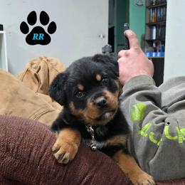 Yoh-Duhv - Rottweiler