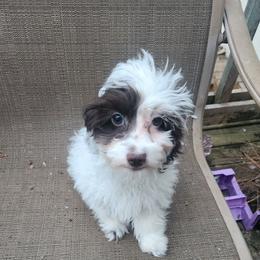 Ford - Brown and white male Cockapoo puppy in Ellensburg, Washington from Dawn to Dusk Cockapoos
