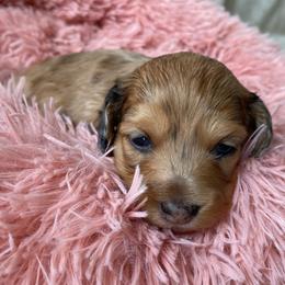 Guinness - Dapple male Dachshund puppy in Trenton, Florida from Tweenie Weenie Dachshunds