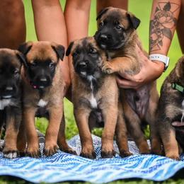 Belgian Malinois, Dutch Shepherds, Jagdterriers, and xDutch Shepherds from Iron Sight K9s