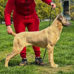 Juno - Cane Corso