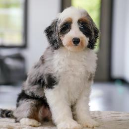 Teresa (socialization graduate) - Merle female Bernedoodle puppy in Dundee, Ohio from Down Home Doodle