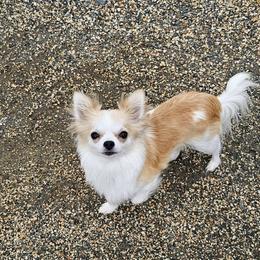 Shea-Lee - Chihuahua