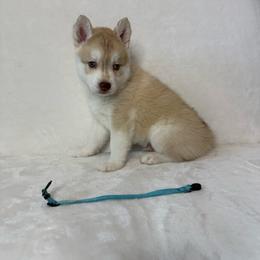 Truman (nickname) - Red and white male Siberian Husky puppy in Fairborn, Ohio from Haven of Free Spirits