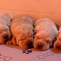 Labrador Retriever Puppies from Pacific Crest Labradors