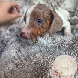 Bluey - Piebald male Dachshund puppy in Lufkin, Texas from CSW Dachshunds