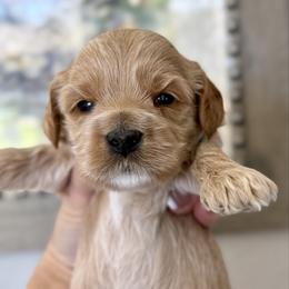 Freya - Golden female Cockapoo puppy in Roseville, California from Darby Park Doodles