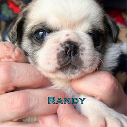Boy 4 'Randy' - Fawn male Pug puppy in Morgantown, West Virginia from Groovy Pugs