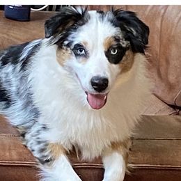 Luna - Miniature Australian Shepherd