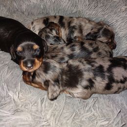 Dachshund Puppies from Marnette's Dachshunds