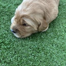 Boy large dark golden - Dark golden male Golden Retriever puppy in Mesa, Arizona from Grand Canyon Goldens