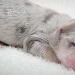 Dachshund Puppies from RRD