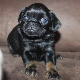Boy 1 - Black and tan male Brussels Griffon puppy in Huntsville, Alabama from Tammy's Brussels
