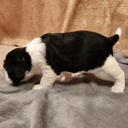 Girl 2 - English Springer Spaniel puppy from Emotional Support Spaniels
