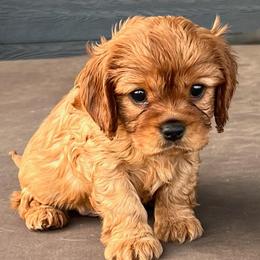 Cavalier King Charles Spaniels from Amazing AKC Puppies