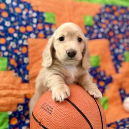 Bo - Cream male Dachshund puppy in Stoutland, Missouri from Farmhouse Dachshunds