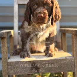English Springer Spaniel Puppies from Willow Creek Farms