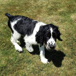 English Springer Spaniel Puppies from Majestic English Springer Spaniels