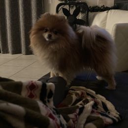 Pomeranian All Grown Up from ShowPomeranians