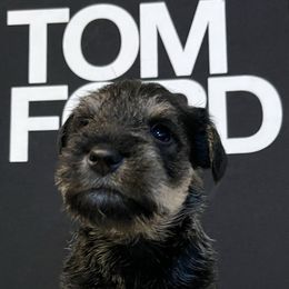 White Collar -Black and Silver Boy - Black and silver male Miniature Schnauzer puppy in San Diego, California from KMS-Miniature Schnauzers