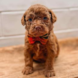 Ares - Red  male Goldendoodle puppy in Iola, Texas from Supreme Doodles of Texas