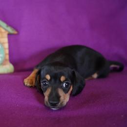 Boy 1 - Black and tan male Dachshund puppy in Quemado, New Mexico from TNT Dachshunds