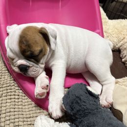 Bernadette - Pink - White female Bulldog puppy in Krum, Texas from K & K Little Blessings