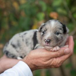 Journey - Blue merle female Border Collie puppy in Conway, Missouri from 2J 2K Border Collies | Maremma Sheepdogs