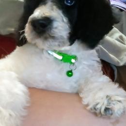 Poodle Puppies from Reeves Family Standard Poodles