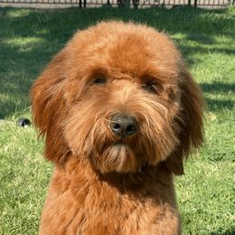 Stella - Goldendoodle