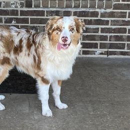 Miniature Australian Shepherds from Robinson Mini Aussies