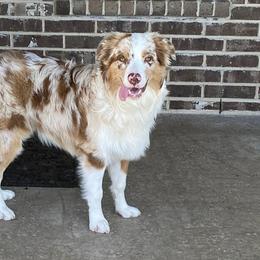 Miniature Australian Shepherds from Robinson Mini Aussies