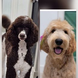 Goldendoodle puppies from Patitas